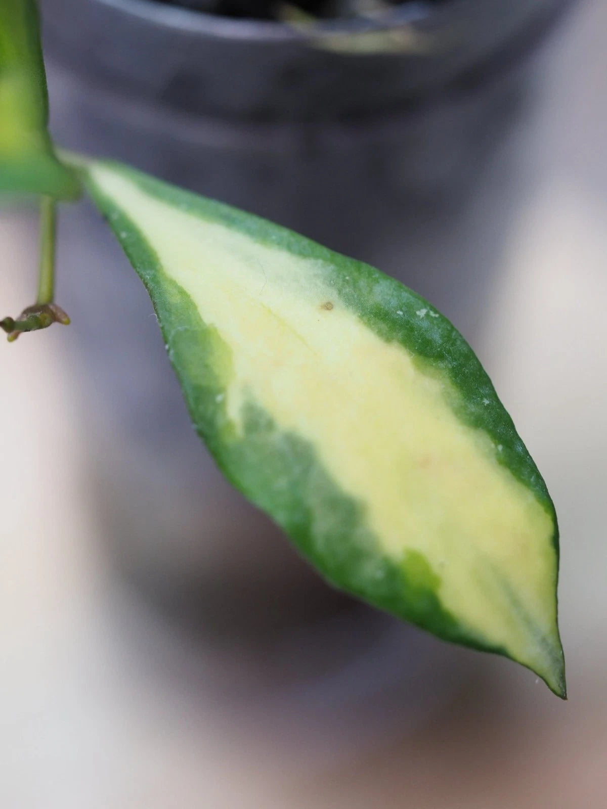 Hoya Bakoensis Inner Variegated Live Plant – Premium Certified Rare Tropical Indoor Outdoor Variegated Wax Plant Specimen for Planting