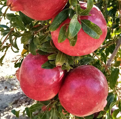 Super Sweet Bhagawa Pomegranate Seeds (Punica granatum) – Rare Red Fruit Seeds for Planting