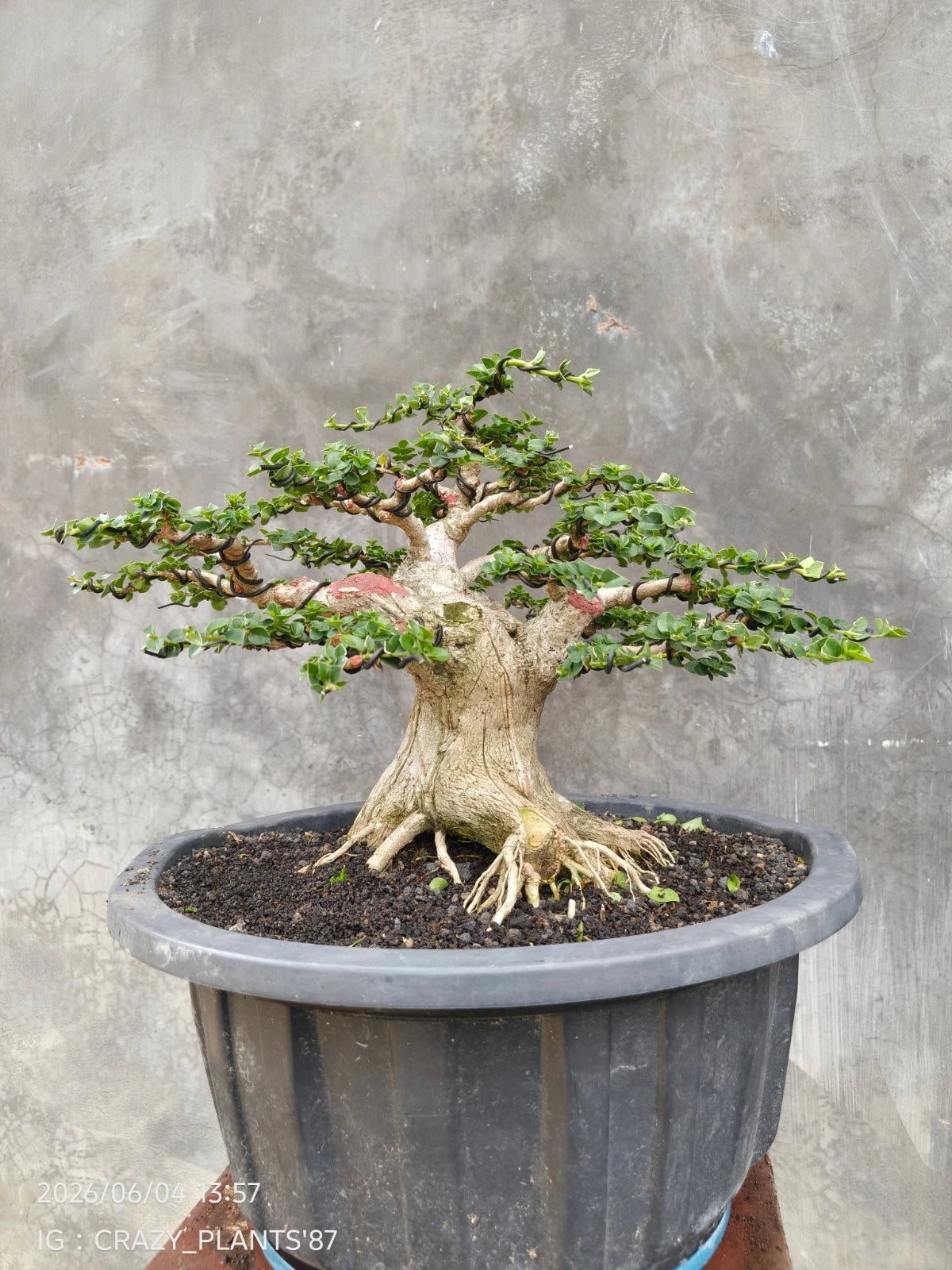 Premna Microphylla Bonsai Tree - Medium Size Rare Exclusive Specimen