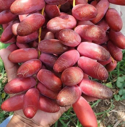 Um Al Hamam Red Dates Palm Seeds (Phoenix dactylifera) – 35 Premium Desert Date Seeds