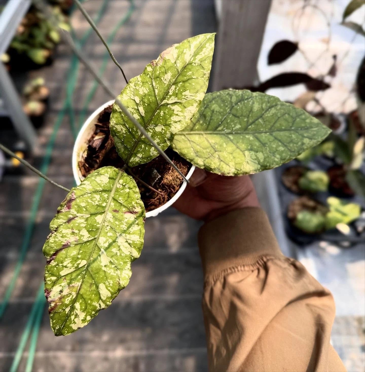 Hoya SP Aceh Bara Rare Wax Plant | Tropical Indoor Outdoor Houseplant | Exotic Collector Hoya
