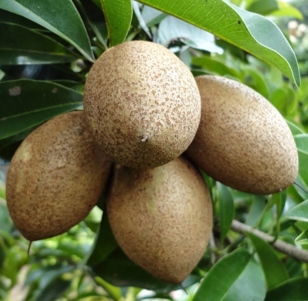Prolific Sapodilla Seeds (Manilkara zapota) – 35 Premium High-Yielding Sweet Chikoo Seeds
