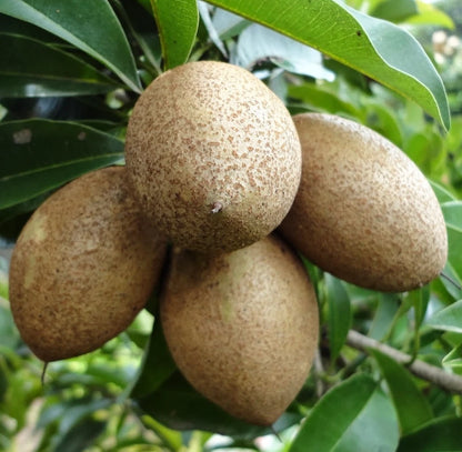 Prolific Sapodilla Seeds (Manilkara zapota) – 35 Premium High-Yielding Sweet Chikoo Seeds