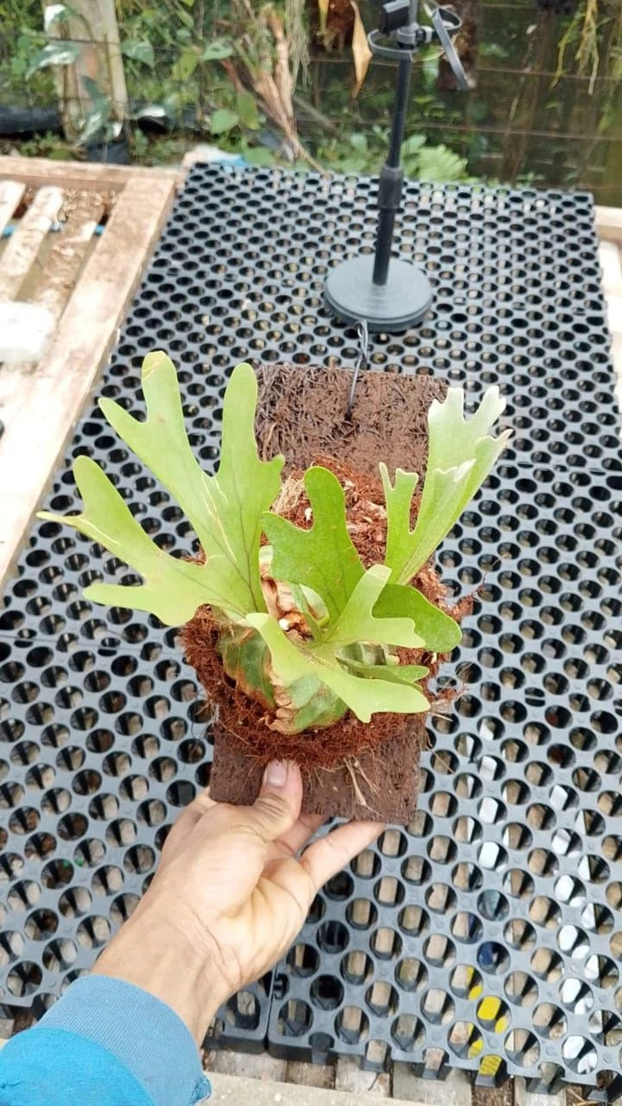 Rare Platycerium Ridleyi (Small) - Premium Exotic Tropical Staghorn Fern Live Plant