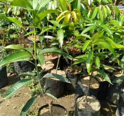 Premium Grafted Gedong Gincu Mango Tree - Sweet Tropical Mango Fast Fruiting Plant