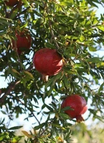 Premium Ambrosia Pomegranate Seeds (Punica granatum) – Sweet Exotic Fruit Seeds for Planting