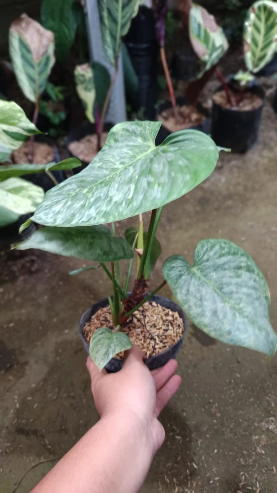 Rare Philodendron Majestic 'Silver Cloud' – Premium Live Variegated Exotic Indoor/Outdoor Tropical Aroid Plant (Real Picture Specimen)