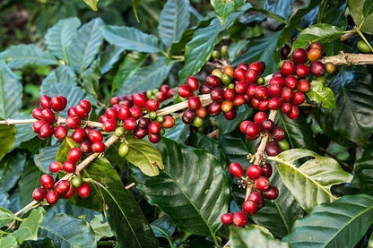 Pacas Coffee Seeds (Coffea arabica var. Pacas) – Premium Certified High-Yield Specialty Salvadoran Gourmet Coffee Bean Seeds for Planting (120+ Pcs)