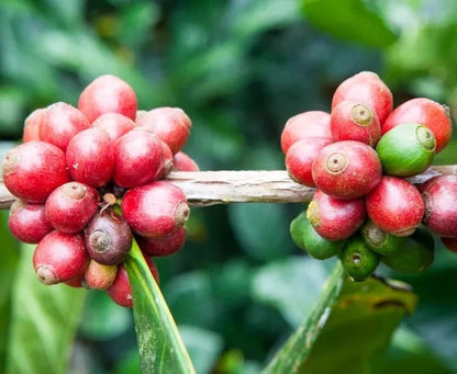 Premium Liberica Coffee Seeds (Coffea liberica) – 120+ Premium Fresh Rare Exotic Bold-Bodied Liberica Coffee Seeds for Planting