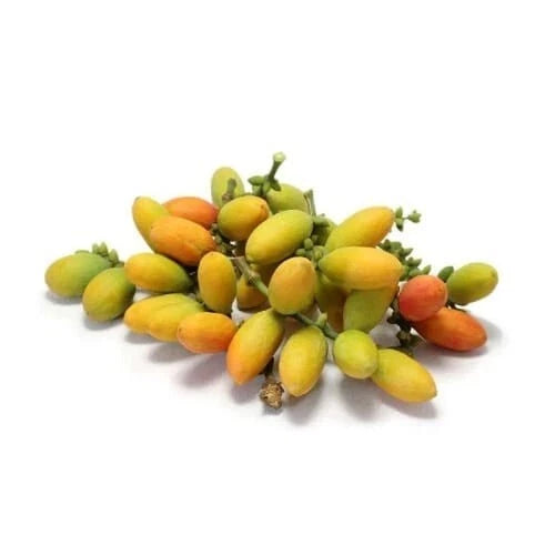 50+ Melinjo Seeds (Gnetum gnemon) – Premium Tropical Gymnosperm, Edible Nut & Leaf Vegetable Tree Seeds for Planting