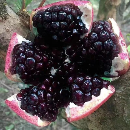 Black Pomegranate Seeds 2000+ (Punica granatum 'Black') – Bulk Rare Dark Fruit Tree & Exotic Orchard Crop Seeds for Planting