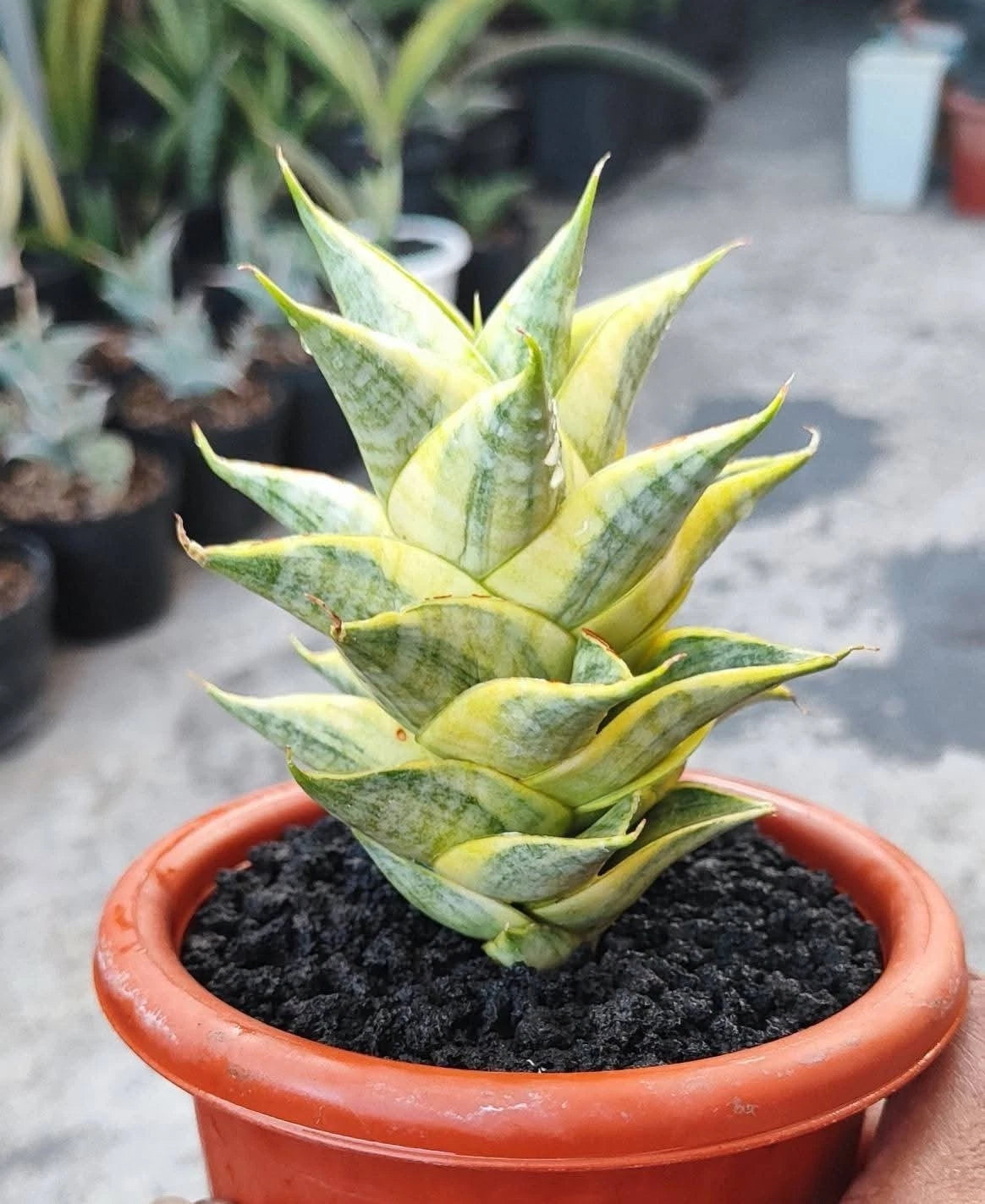 Sansevieria Sindoro Variegated - Rare Tropical Snake Plant