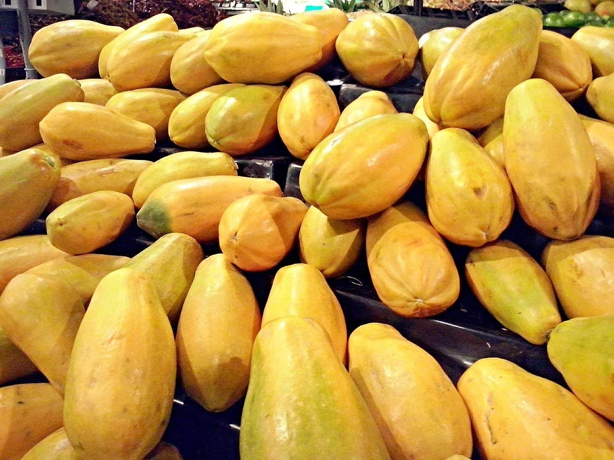 Golden Papaya Seeds (Carica papaya) – Premium Certified High-Yield Sweet Golden Papaya Fruit Tree Plant Seeds for Planting (100 Pcs)
