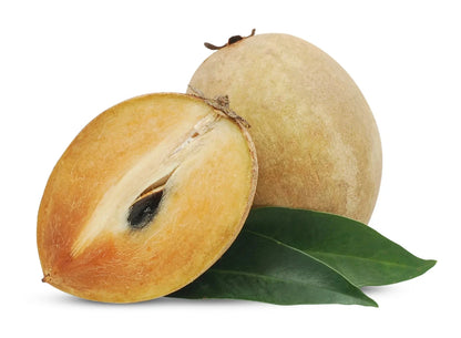 Premium Sapodilla Seeds var. CO-1 (Manilkara zapota) – Chico Zapote Exotic Fruit Seeds for Planting (35 Pcs)