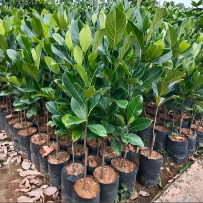 Red Thailand Jackfruit - Rare Grafted Sweet Fruit Tree