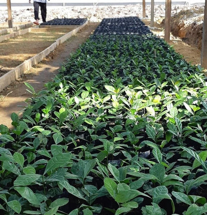 Robusta Coffee Seeds (Coffea canephora) – Certified High Yield Plantation Crop Seeds for Planting
