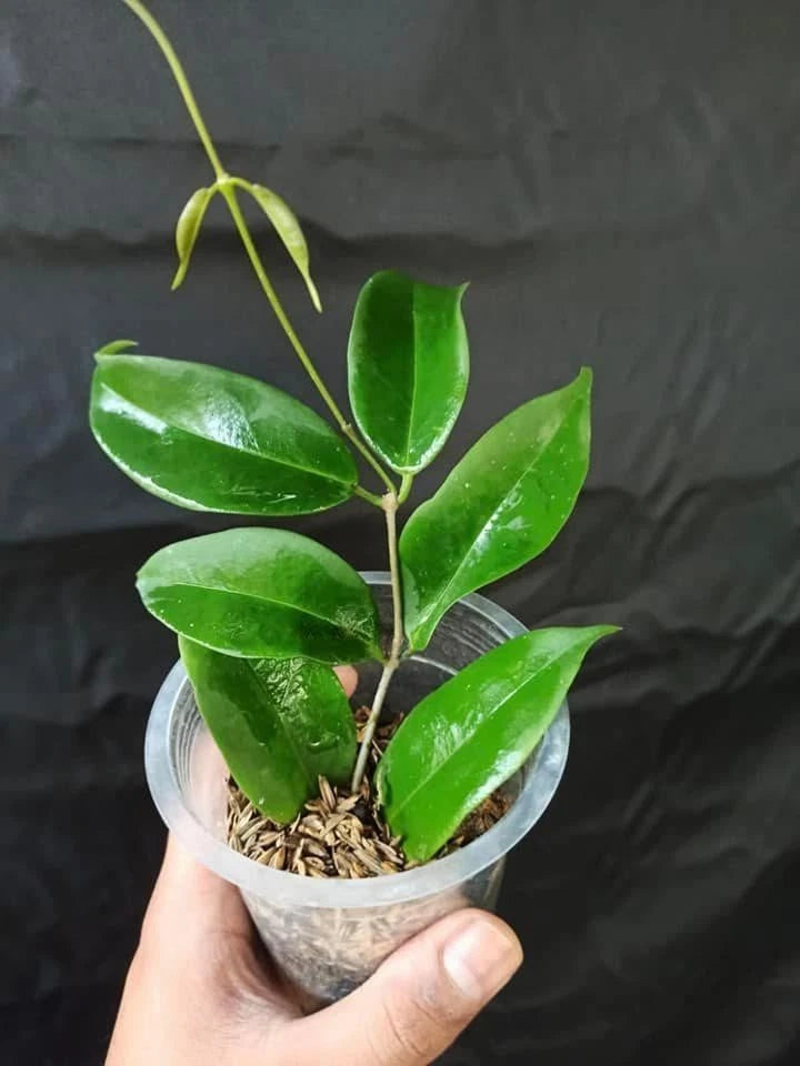 Rare Hoya Evelinae Sp Papua - Premium Exotic Tropical Wax Plant Collector's Ivy