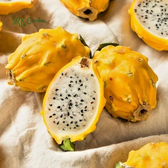 Yellow Pitaya (Dragon Fruit) – 1,000+ Premium Seeds (Selenicereus megalanthus)