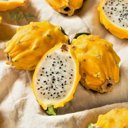 Yellow Pitaya (Dragon Fruit) – 1,000+ Premium Seeds (Selenicereus megalanthus)