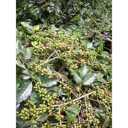 120+ Arabica Coffee Seeds (Coffea arabica) – Premium Highland Specialty Evergreen Bean Tree Seeds for Planting
