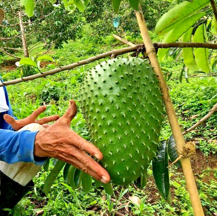 100+ Fresh Soursop Seeds | Annona Muricata | Giant Soursop Variety | Tropical Fruit Tree
