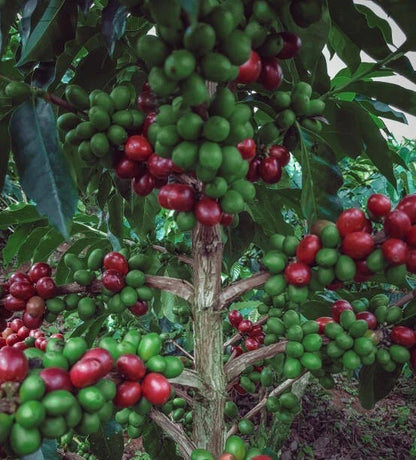Excelsa Coffee Seeds (Coffea liberica var. excelsa / 300+ Rare Highland Tree Coffee Seeds) – Premium Gourmet Specialty Coffee Plant Seeds for Planting