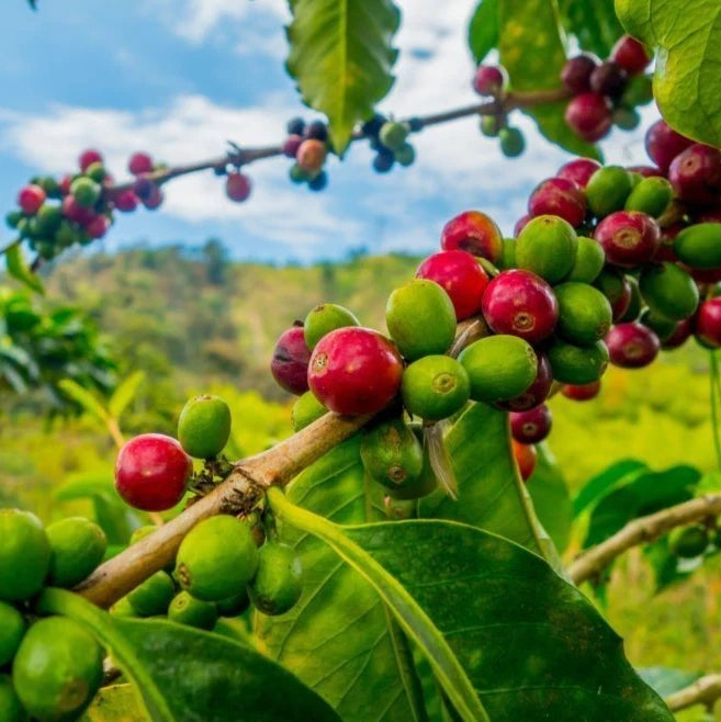 Malabar Coffee Seeds (Coffea arabica var. Malabar) – Premium Certified High-Yield Specialty Gourmet Indian Coffee Bean Seeds for Planting (120 Pcs)