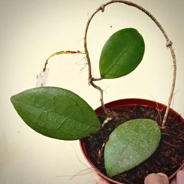Hoya Aff Vitellina – Rare Tropical Indoor Outdoor Wax Plant Cutting / Starter Plant