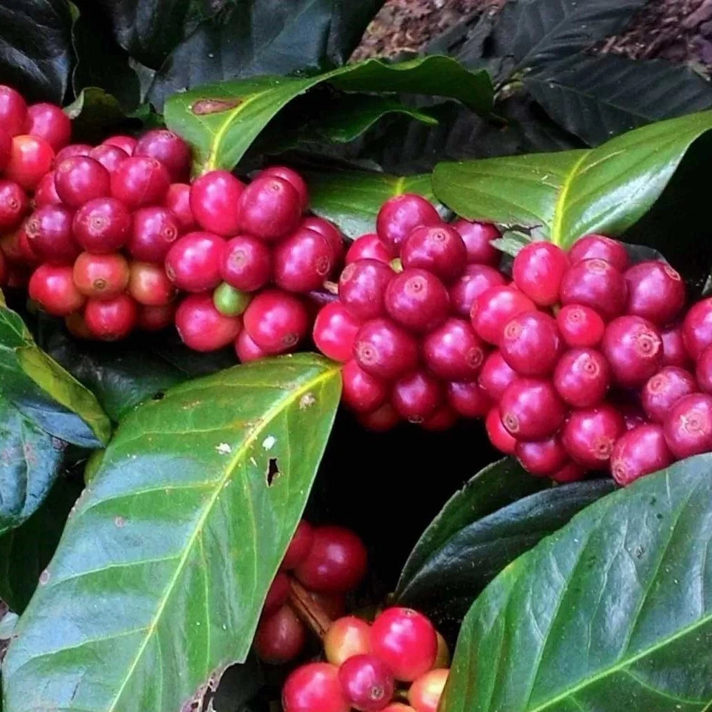 Kintamani Coffee Seeds (Coffea arabica var. Kintamani) – Premium Certified High-Yield Specialty Balinese Gourmet Coffee Bean Seeds for Planting (120 Pcs)