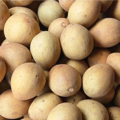 Fairchild Sapodilla Seeds (Manilkara zapota) – 35 Premium Sweet Chico Zapote Seeds