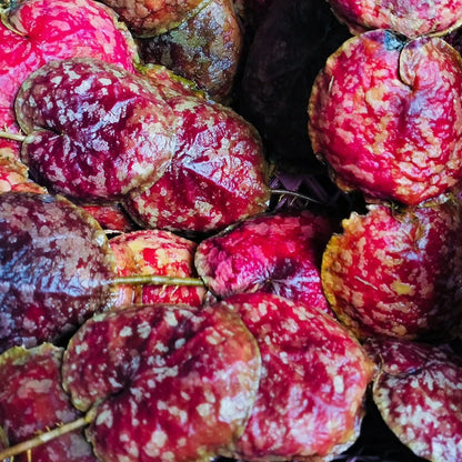 Hoya imbricata 'Red' – Rare Exotic Shingle Hoya
