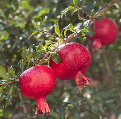 Red Silk Pomegranate Seeds (Punica granatum) – 100 Premium Sweet Grenadine Seeds