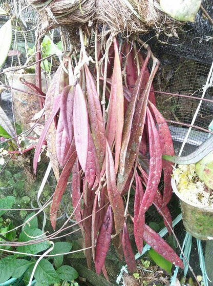 Hoya sulawesiana 'Red Leaves' (Sulawesi Selection) – Rare Tropical Wax Plant Live Epiphytic Vine with Stunning Red Foliage