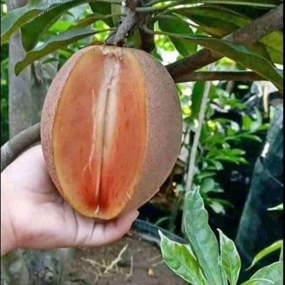 35+ Fresh Jumbo Sapodilla Seeds (Manilkara zapota) var. Giant Sapodilla – Premium Certified Large Tropical Fruit Tree Plant Seeds for Planting