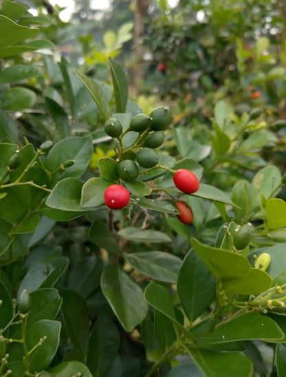 Lime Berry Bonsai Citrus Kingkit Seeds (Triphasia trifolia / 1000+ Premium Trifoliate Berry Fruit Seeds) – Premium Botanical Specimen Plant Seeds for Planting