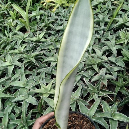 Sansevieria Laurentii Stover Silver – Rare Tropical Metallic Snake Plant