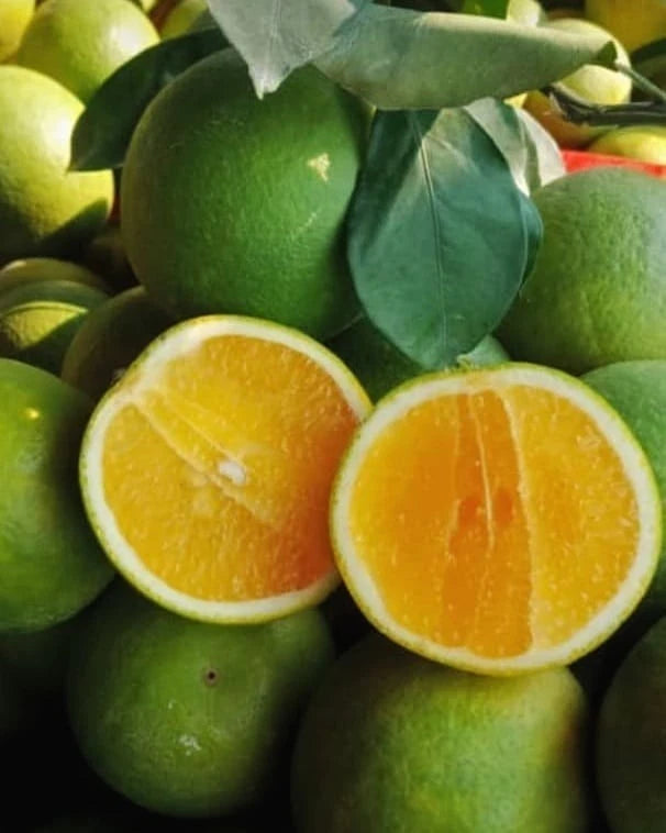 Baby Java Sweet Orange Seeds (Citrus sinensis) – 30+ Premium Fresh Citrus Seeds