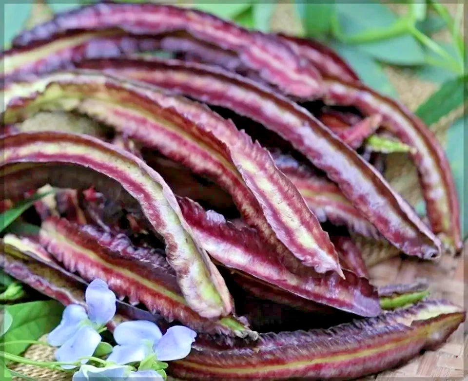 Purple Winged Bean Seeds (Psophocarpus tetragonolobus) – 350+ Premium Rare Heirloom Seeds