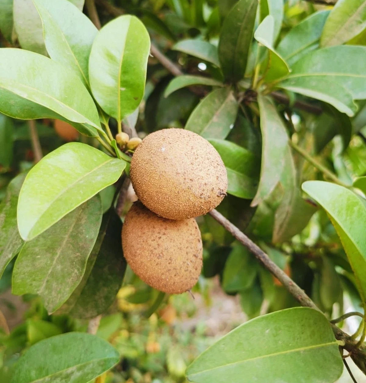 Fairchild Sapodilla (Manilkara zapota) – 35+ Premium Chikoo Seeds
