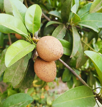 Fairchild Sapodilla (Manilkara zapota) – 35+ Premium Chikoo Seeds