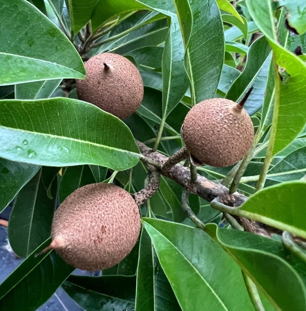 Prolific Sapodilla (Manilkara zapota) – 35+ Premium Seeds (Chikoo)