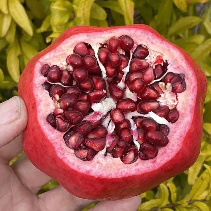 Premium Pomegranate Seeds var. Al-Sirin (Punica granatum 'Al-Sirin Nar') – Rare Large Sweet Fruit Seeds for Planting (100 Pcs)
