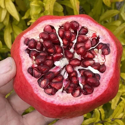 Premium Pomegranate Seeds var. Al-Sirin (Punica granatum 'Al-Sirin Nar') – Rare Large Sweet Fruit Seeds for Planting (100 Pcs)