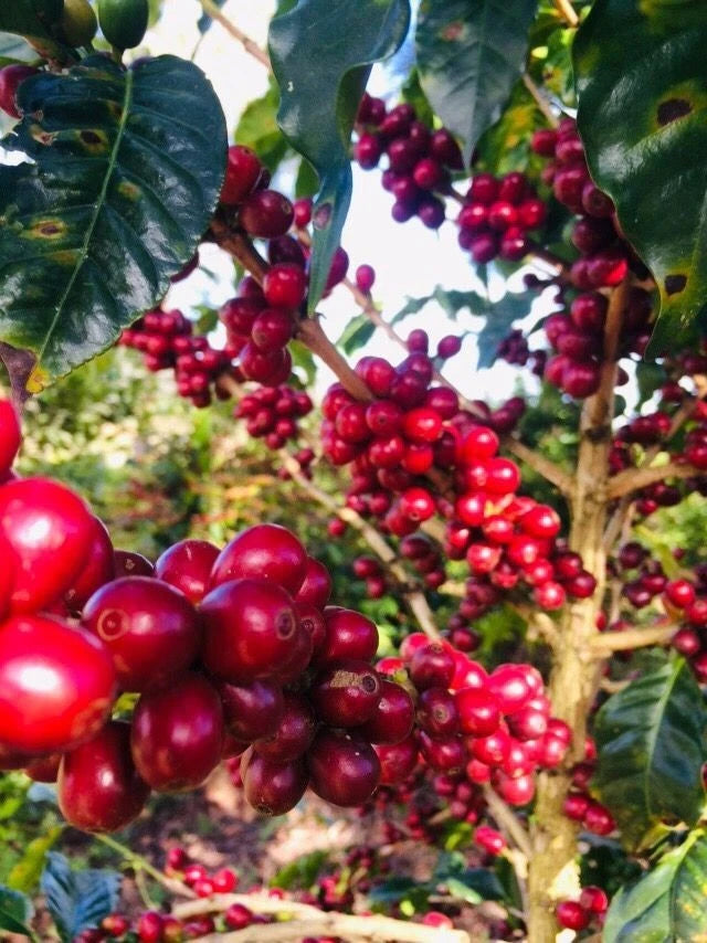 Excelsa Coffee Seeds (Coffea liberica var. excelsa) – Premium Rare Exotic Tropical Coffee Plant Seeds for Planting
