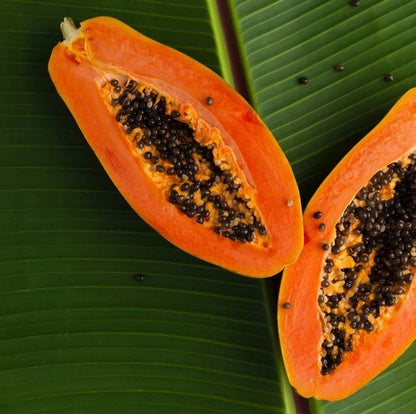 Red Prima Papaya Seeds (Carica papaya) – 150 Premium High-Yielding Sweet Red Papaya Seeds