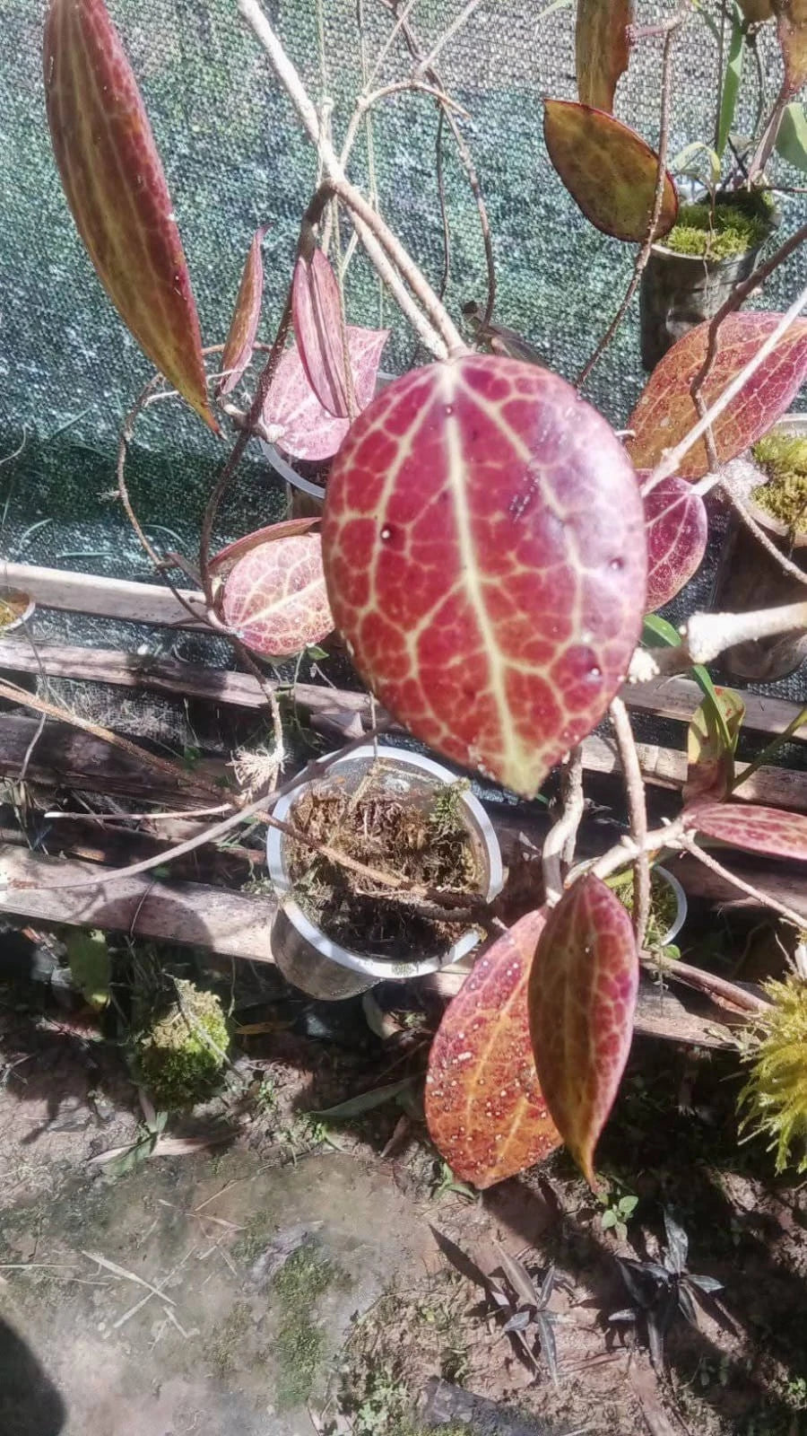 Hoya Dolichosparte Red Leaves Rare Tropical Indoor Outdoor Wax Plant – Premium Red-Tinged Foliage Wax Plant Climbing & Trailing Vine Specimen for Indoor & Outdoor Display
