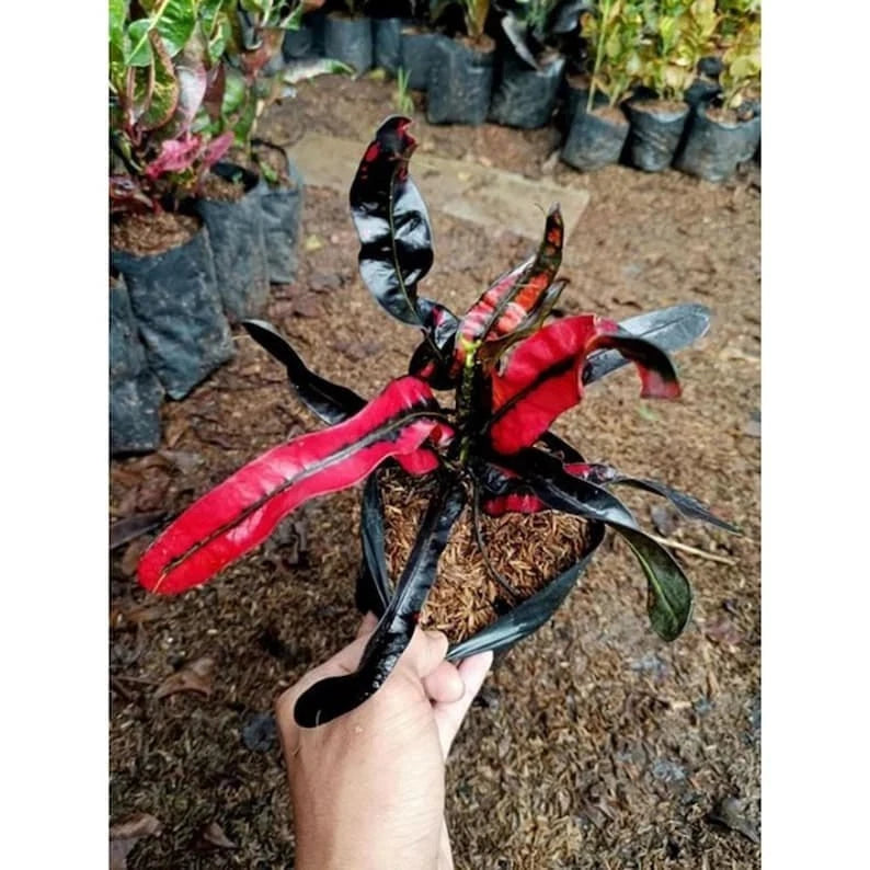 Codiaeum Variegatum Croton “Cakwe” Red Black | Rare Exotic Tropical Plant | Colorful Foliage Houseplant