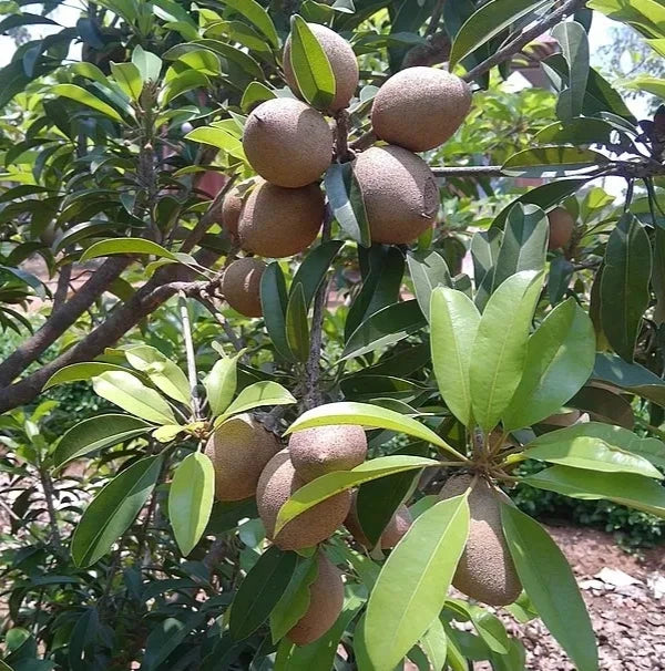 Ponderosa Sapodilla (Manilkara zapota) – 35+ Premium Seeds (Chikoo)