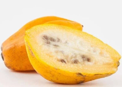 Premium Mountain Papaya Seeds (Vasconcellea pubescens) – High-Altitude Tropical 'Carica' Hybrid Seeds (150+ Count)