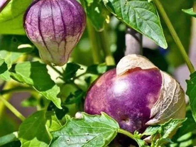 250+ 'Purple' Physalis Seeds (Physalis angulata) – Rare 'Ciplukan' Botanical Specimen (Collectors Quality)